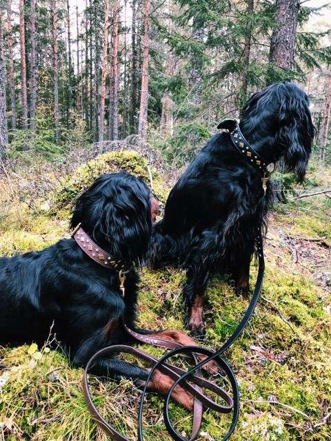 Hundkoppel Coco - Bild 6