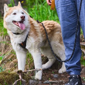Non-Stop Rock leash