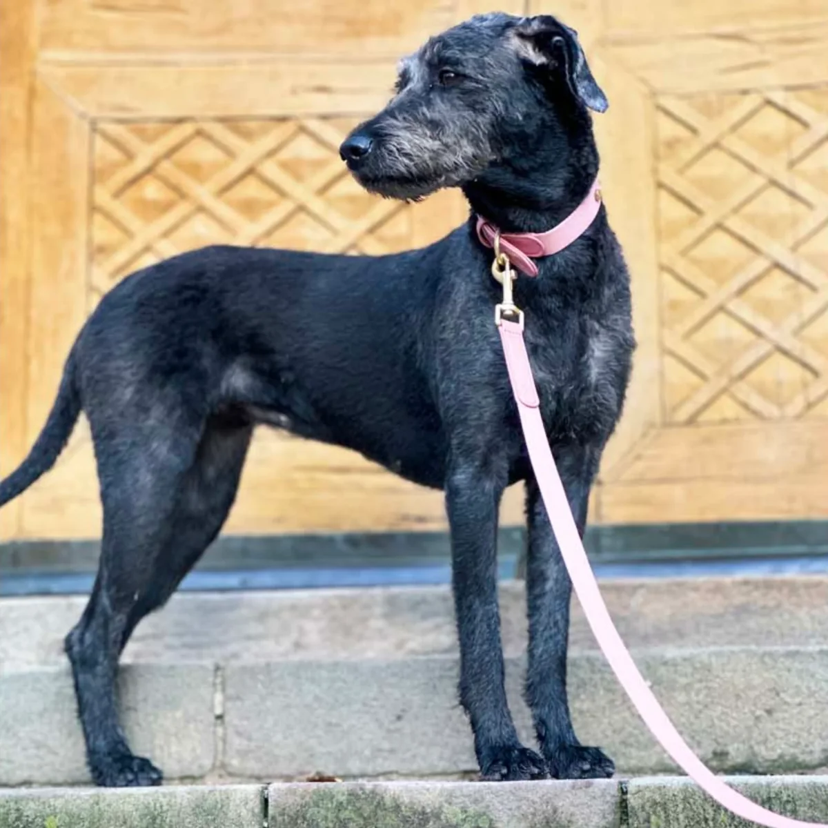 Hundhalsband - Rosa - Bild 6