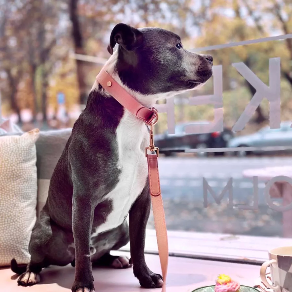 Hundhalsband - Rosa - Bild 5