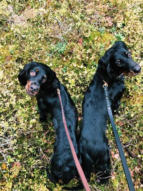 Hundkoppel Coco - Bild 9