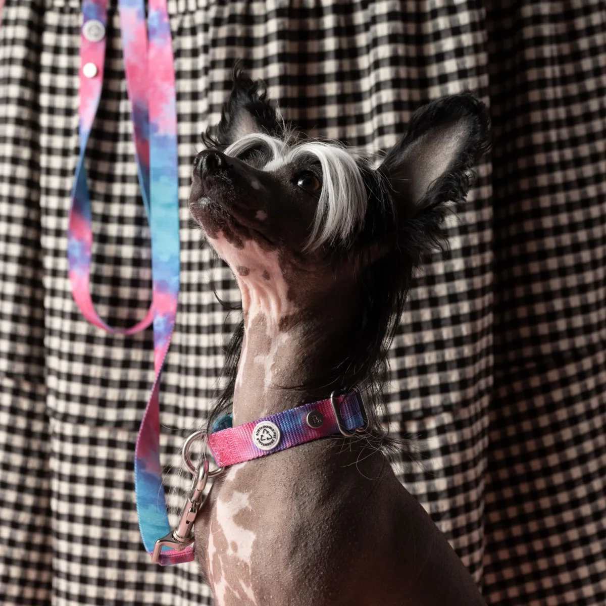 Kit med halsband - Bild 5