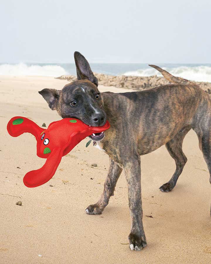 Kong Belly Flops Hummer - Medium - Bild 3