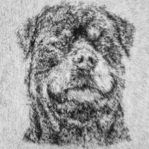 Hundfäll Rottweiler